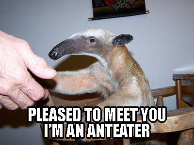 Ant-Eater