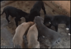 Dog defies gravity