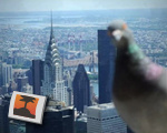 Pigeon photobomb