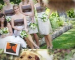 Canine Photographer