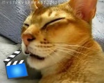 SLEEP TALKING CAT