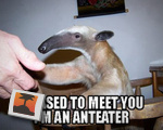 Ant-Eater